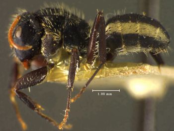 Media type: image; Entomology 21627   Aspect: habitus lateral view